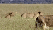 Nat Geo Wild Squad GIF by Savage Kingdom