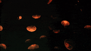 jelly fish travel GIF by visitorlando