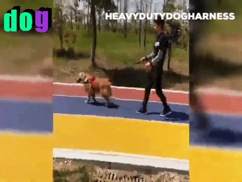 HeavyDutyDogHarness1 giphygifmaker giphyattribution GIF