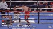 toprank fight boxing fighting espn GIF