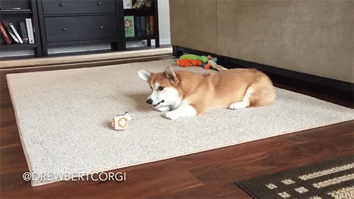 Bb-8 Dogs GIF
