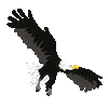 Go Ahead Eagles Sticker by GevenMedia
