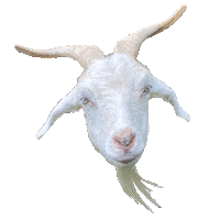 xoxofarmgirl goat beard farm life farm animals Sticker