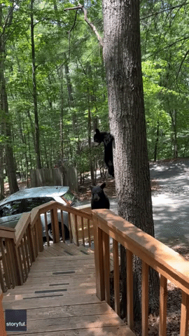 'Where's Your Mother?' Adorable Bear Cubs Prevent Woman From Leaving Home