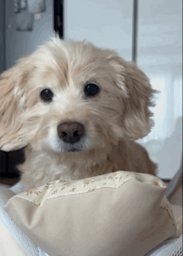 lulu__mix giphyupload cute dog 강아지 GIF