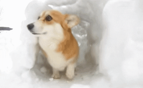 corgi tunnel GIF