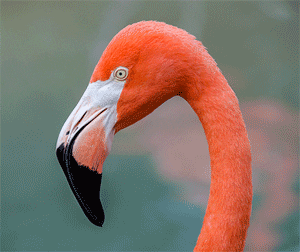 flamingo GIF