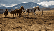 Horse Landscape GIF by Ariat