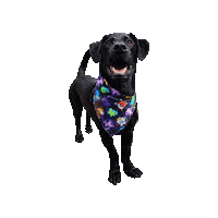 Pokemon Dog Sticker by Geekster Pets