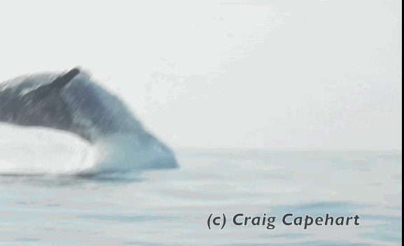 GIF by Mashable