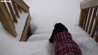 Pup Plows Down Snowy Steps