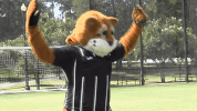 csucougars cody cougar GIF