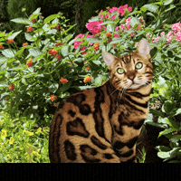 Happy Birthday Cat GIF by Kitty Fuchs