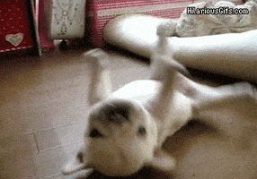 Roll Over Safe For Work GIF
