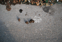 Paatrice chalk craie paatrice ouature GIF