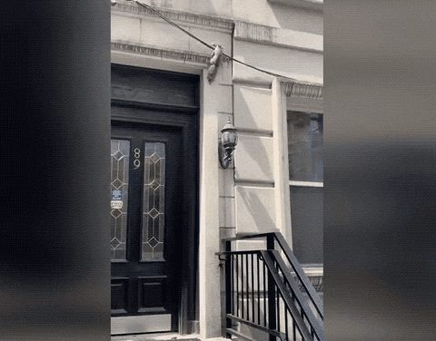 palomafoody giphygifmaker GIF