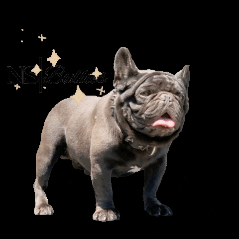 nsbullies dog dogs puppy frenchie GIF