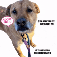 GIF by NYC Second Chance Rescue