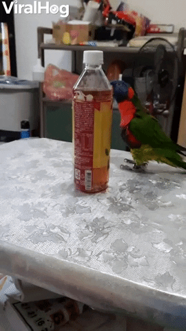 Dancing Bird Loves Its Bottle GIF by ViralHog