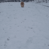 Happy Dog GIF