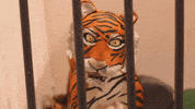 stop motion animation GIF by Trent Shy Claymations