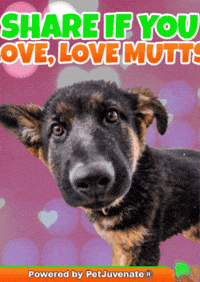 PetJuvenate petjuvenate henlo hooman fren love rescue dogs treatos and woofer for pupper GIF