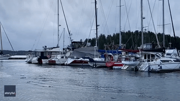 Orcas Thrill Onlooker With Visit to Washington Marina