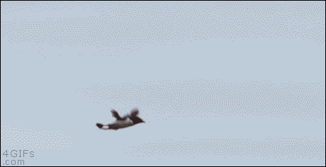 bird GIF