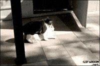 cat kidnap GIF