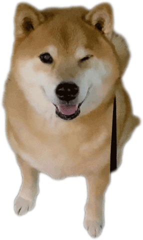 marutaro shiba shibainu marutaro shibainumaru Sticker