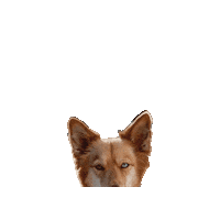Harry Potter Dog Sticker by Geekster Pets