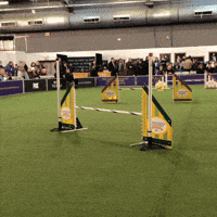 dog GIF by Westminster Kennel Club