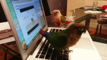 Birds Have Fun Jamming to Music