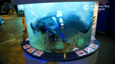 Cleaning Dive GIF by Monterey Bay Aquarium