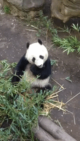 Hungry Panda Stuffs Bamboo Into His Mouth