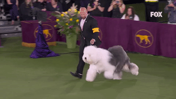 Old English Sheepdog