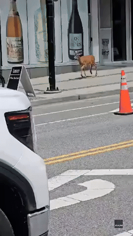 'Just Want Some Wine': Wayward Deer Stops Outside North Vancouver Liquor Store