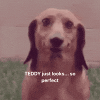 Cute Dog Smiling GIF by omhucph