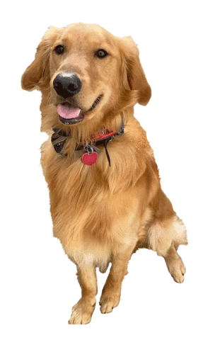 Gifsforgood Sticker by Red Beard