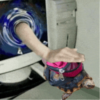 Turtle Tortoise GIF