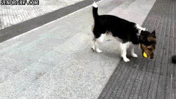 playing jack russell terrier GIF by Cheezburger