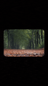 Falling Leaves Acorn GIF by TeaCosyFolk