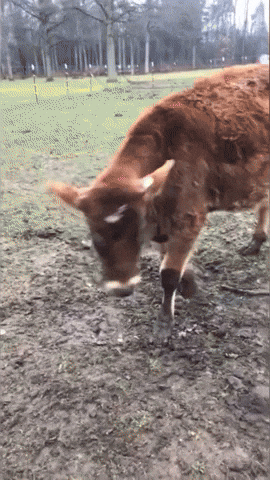 Family Cow Spared From Butcher Lives Happily Ever