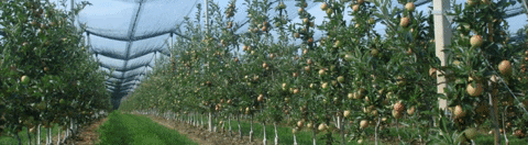 ValentePali giphygifmaker valente orchard valente pali GIF