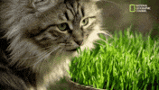 big cat week GIF by Nat Geo Wild 