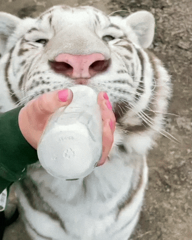 cuteanimalland giphyupload GIF
