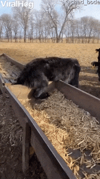 Steer Stuck Between Feeding Troughs GIF by ViralHog