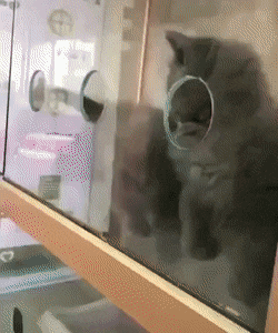 MegaGifs giphyupload wow omg animals GIF