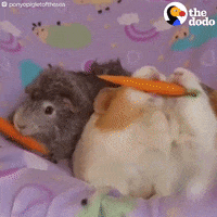 hamsters eating GIF by The Dodo