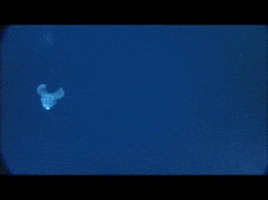 jumbo squid water GIF